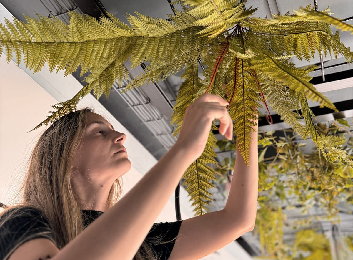Montaje de techo vegetal en oficina por el equipo de Simonetta Floral